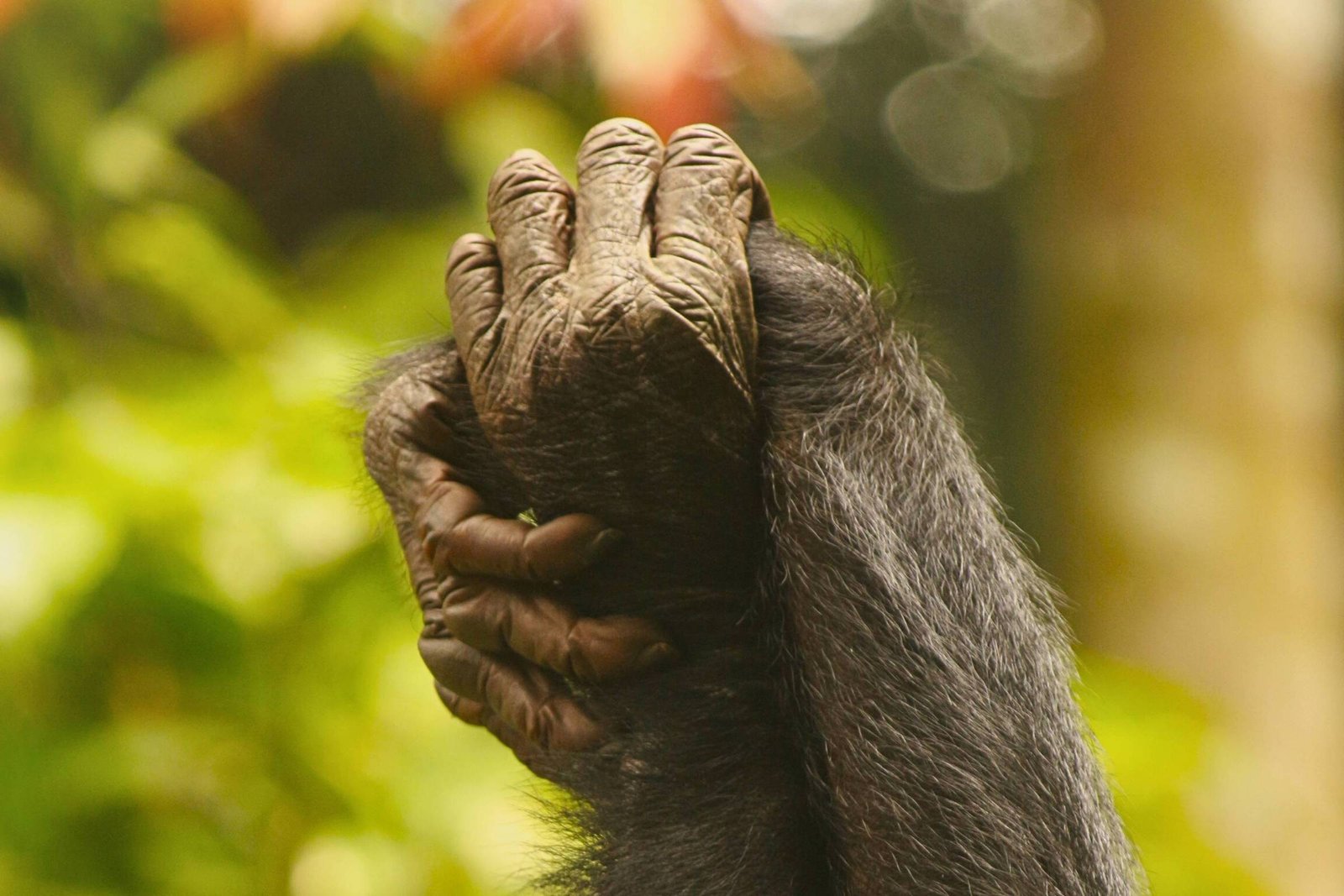 A imagem mostra as mãos de dois primatas entrelaçadas, com detalhes visíveis na pele e nas unhas. O fundo é desfocado, apresentando uma vegetação verde, sugerindo um ambiente natural. A iluminação é suave, destacando a textura das mãos.