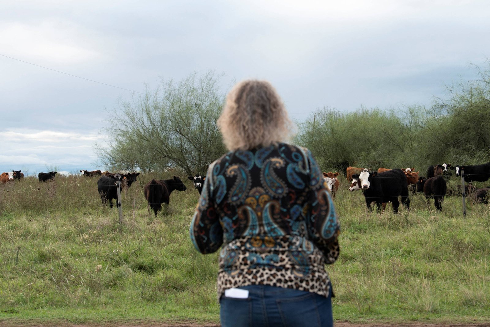 'Vacas fantasmas' provocam escândalo financeiro no Uruguai - 18/05/2025 - Mercado