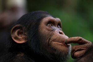 Um chimpanzé está em um ambiente natural, olhando para o lado com uma expressão pensativa. Ele tem pelagem escura e está usando um dedo para tocar seus lábios. O fundo é desfocado, sugerindo uma floresta ou área verde.