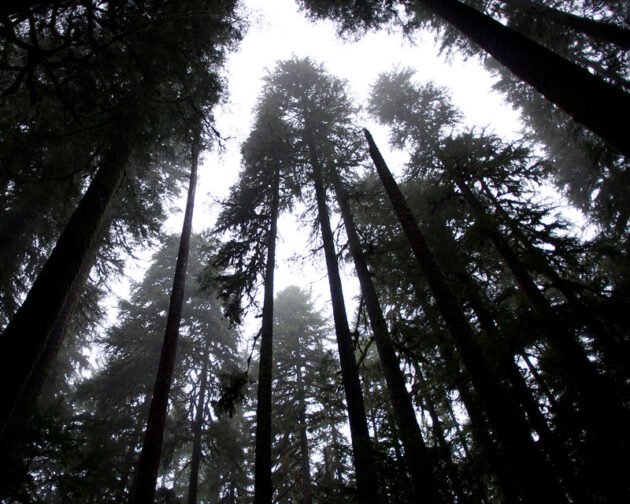 A Microsoft protege as florestas de Washington do tamanho de Seattle para ajudar a encolher sua pegada de carbono