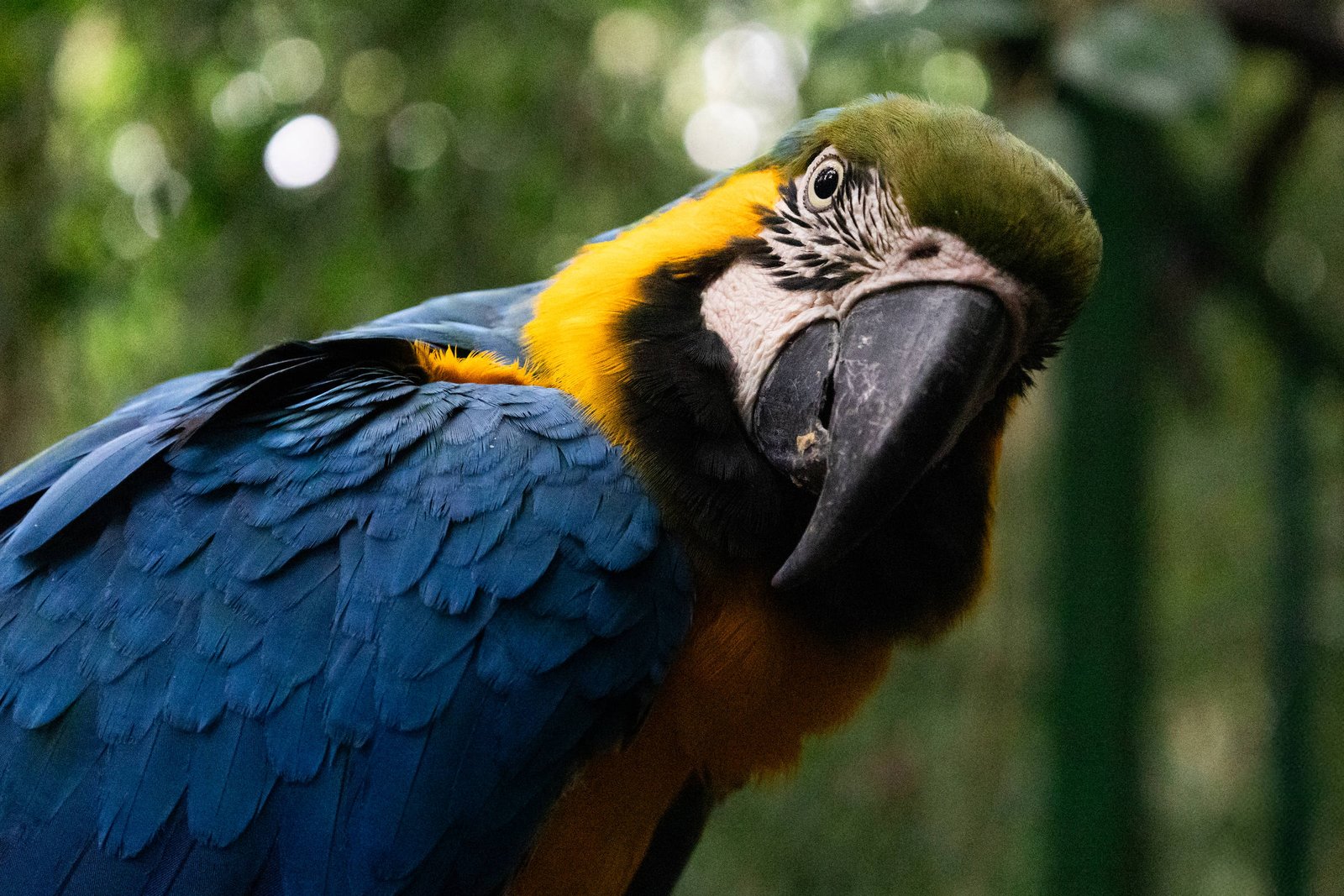 A imagem mostra uma arara com plumagem azul e amarela, focando em seu rosto. O pássaro está olhando diretamente para a câmera, com um fundo desfocado de vegetação. A luz natural destaca as cores vibrantes de suas penas e os detalhes de seu bico.