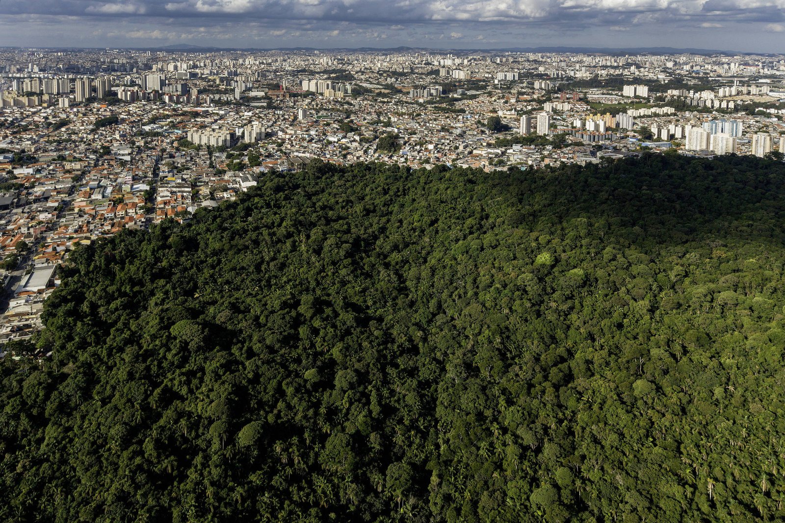 A imagem mostra uma vista aérea de uma área urbana à direita, com prédios e casas, contrastando com uma densa floresta à esquerda. A divisão entre a cidade e a floresta é bem definida, com a floresta apresentando uma vegetação verdejante e densa, enquanto a cidade é composta por estruturas urbanas e ruas.