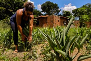 Crise climática: Agricultoras baianas resgatam araruta - 30/06/2025 - Ambiente
