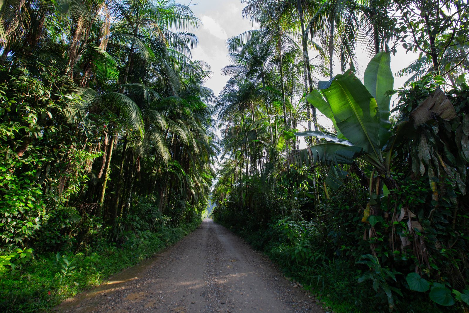 Uma estrada de terra cercada por altas palmeiras e vegetação densa. O caminho é estreito e se estende em linha reta, com árvores e plantas ao longo dos lados, criando um ambiente natural e exuberante. A luz do sol penetra através das folhas, iluminando a cena.