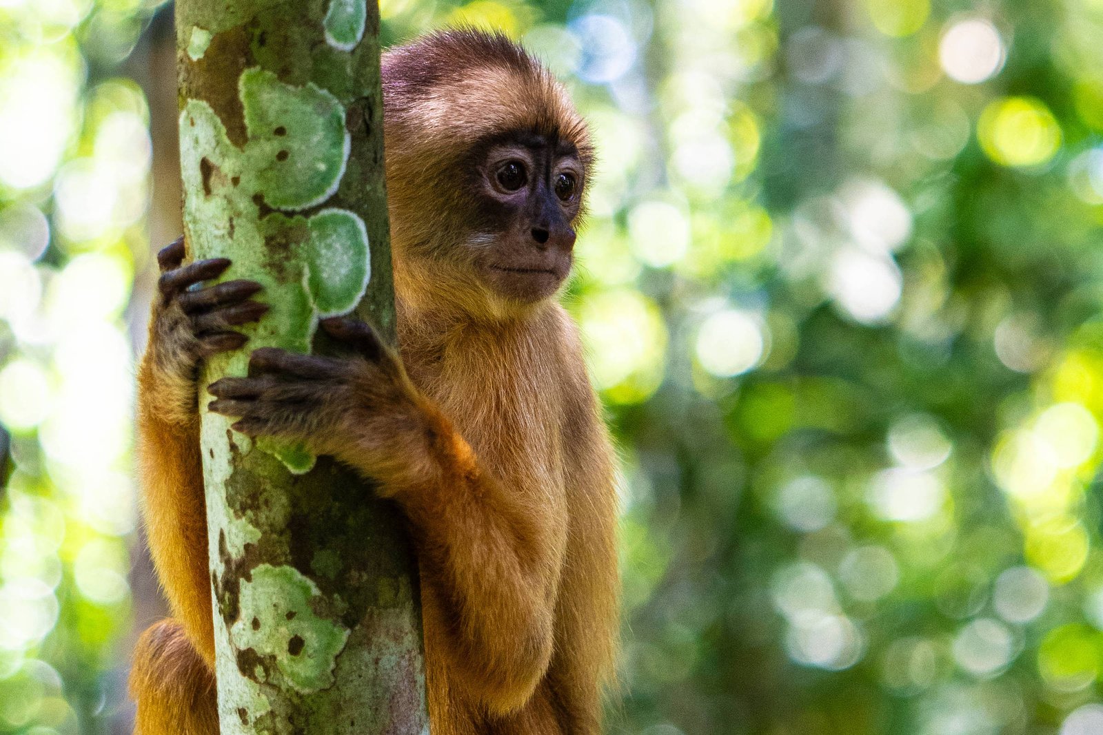 Um macaco de pelagem marrom claro está posicionado em um tronco de árvore, com as patas dianteiras segurando o tronco. O fundo é uma floresta densa, com luz filtrando através das folhas, criando um efeito bokeh. O macaco parece estar observando o ambiente ao seu redor.