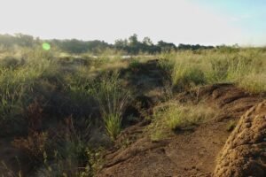 A imagem mostra uma paisagem natural com um terreno irregular coberto por vegetação. Há uma área de solo exposto, com algumas pedras e grama alta ao redor. O céu está claro, com luz do sol iluminando a cena, e ao fundo, pode-se ver mais vegetação e árvores. A atmosfera parece tranquila e natural.
