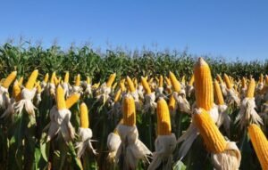 Alternativa aos químicos, biofungicida controla fungos de solo com até 80% de eficiência