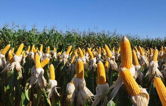 Alternativa aos químicos, biofungicida controla fungos de solo com até 80% de eficiência