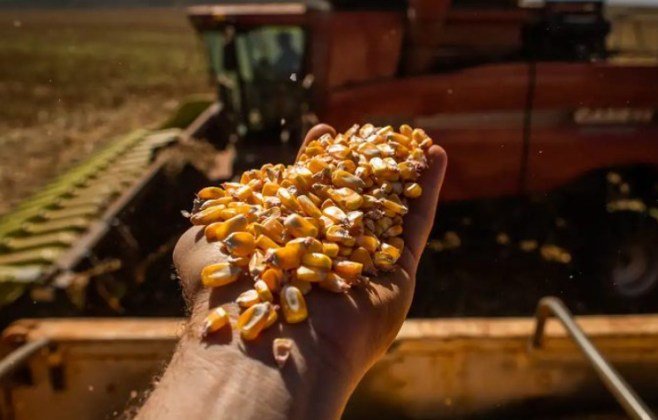 Conab anuncia a compra de 50 mil toneladas de milho em grãos