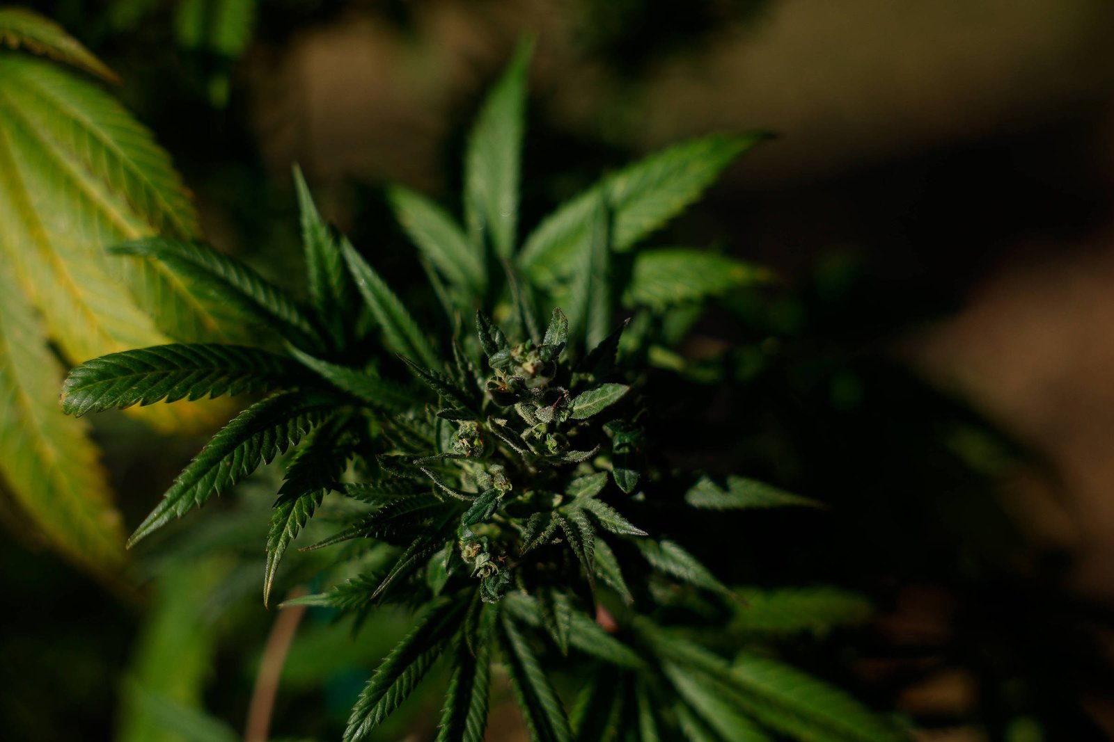 A imagem mostra uma planta de cannabis com folhas verdes e flores em desenvolvimento. As folhas são longas e serrilhadas, e a planta está em um ambiente natural, com um fundo desfocado que sugere um espaço ao ar livre.