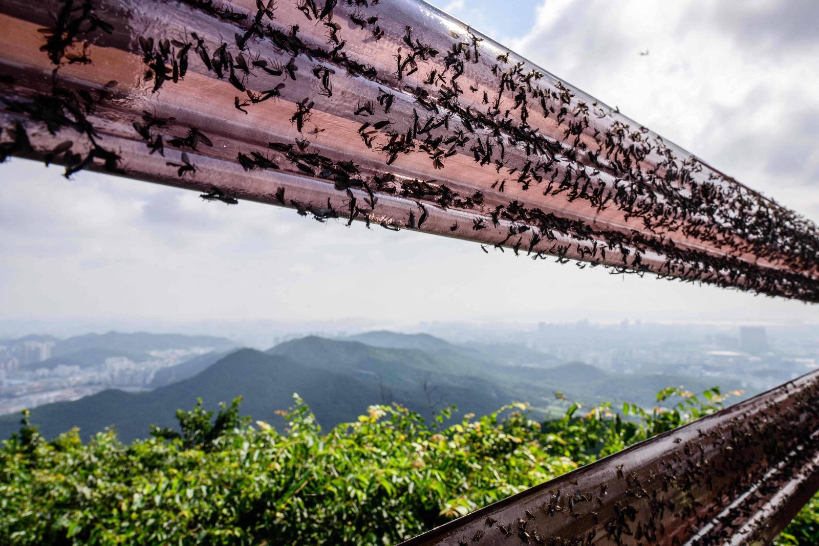 A imagem mostra uma estrutura metálica com várias barras, cobertas por insetos, em um ambiente montanhoso. Ao fundo, é possível ver uma paisagem com montanhas e uma cidade ao longe, sob um céu nublado.