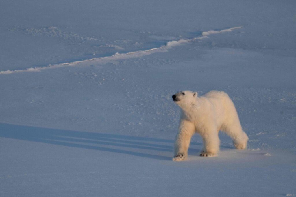 Um urso polar caminha sobre uma vasta extensão de neve. O cenário é predominantemente branco, com algumas marcas de pegadas visíveis na superfície. O urso tem pelagem branca e parece estar em movimento, com a cabeça levantada e o olhar direcionado para cima.