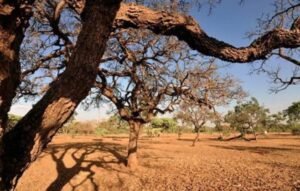 Com ações para os próximos 20 anos, Plano de Combate à Desertificação é aprovado
