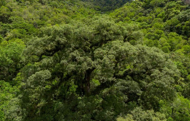 Mata Atlântica perde 2,4 milhões de hectares em 40 anos