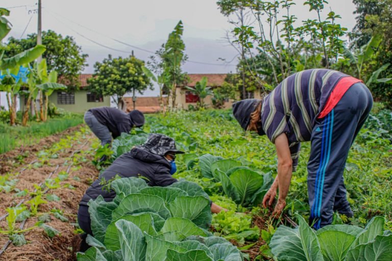 Agropecuária - geral - agricultura familiar -- plantação - plantações - MST - manutenção das hortas comunitárias onde se colhe os alimentos que compõem marmitas distribuídas pelo coletivo “Marmitas da Terra” em praças e ocupações urbanas de Curitiba e Região.