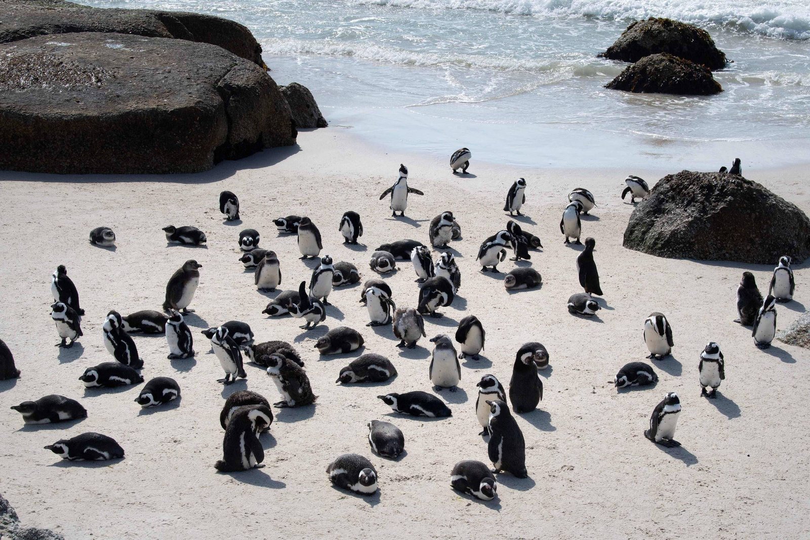 Cerca de 50 pinguins distribuídos sobre areia clara em praia com grandes pedras ao redor. O mar com ondas suaves aparece ao fundo.