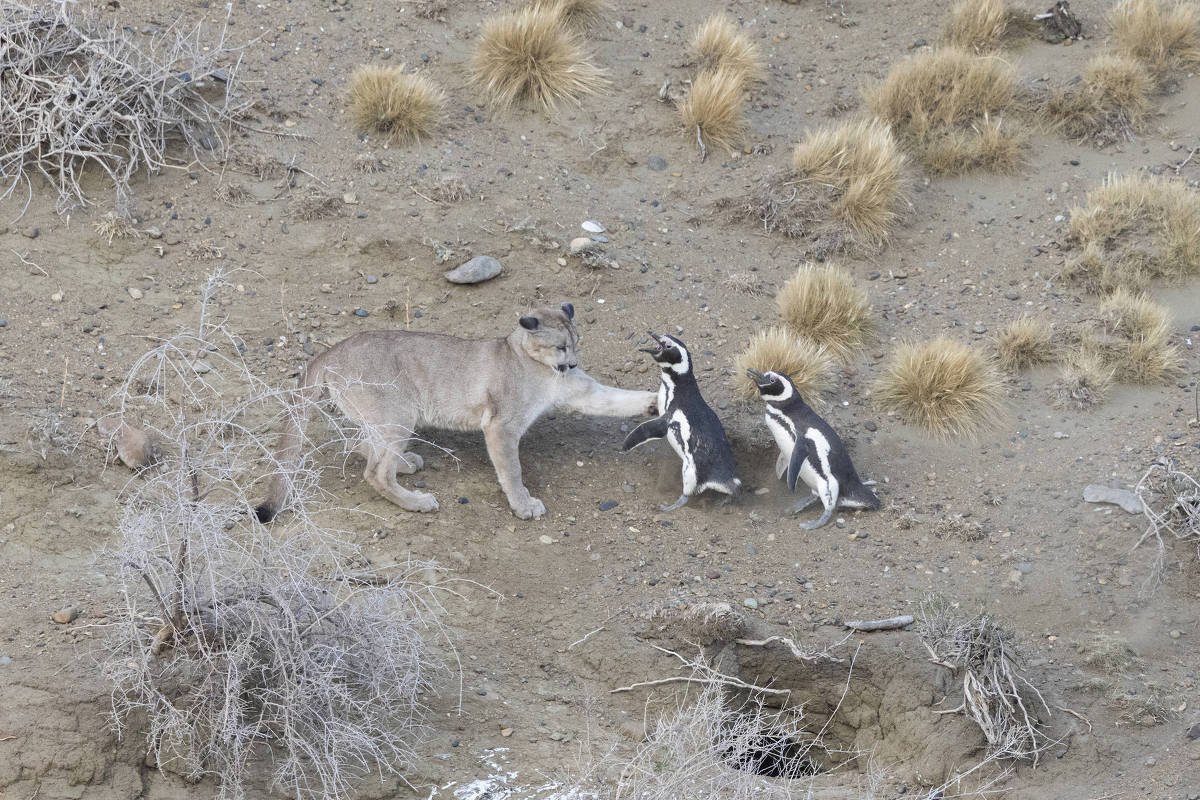 Puma está próximo a dois pinguins em área seca com arbustos e gramíneas esparsas. O solo é arenoso e apresenta tocas visíveis.