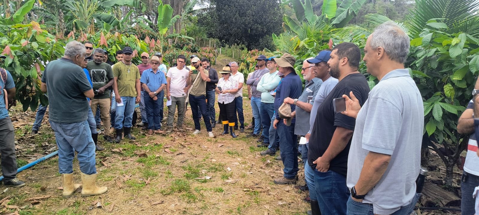 Escola do Cacau retoma atividades em 2026 com foco em manejo, sombreamento e fertilização no Sudoeste Baiano | ASN Bahia