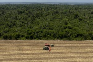 Máquina agrícola percorre lavoura de tons claros. Ao fundo, há uma área de floresta verde e densa.