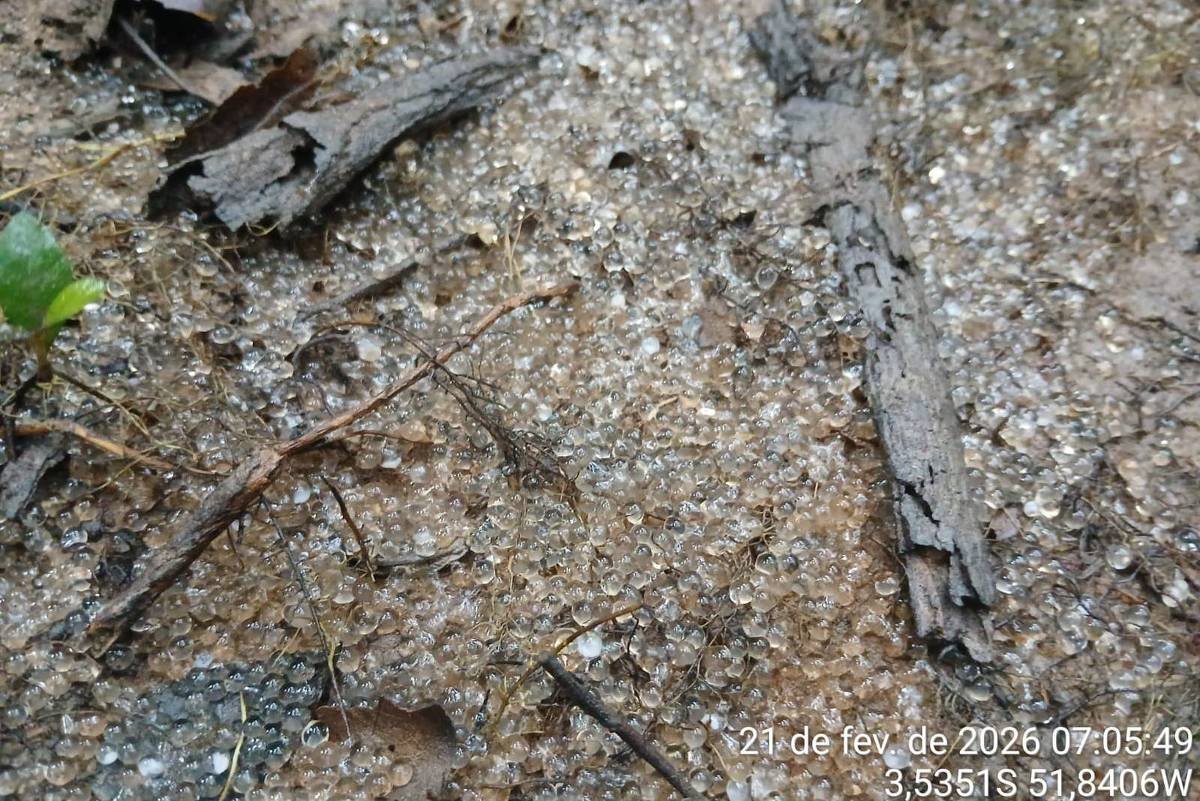 Solo coberto por pequenas gotas de orvalho, com folhas secas e galhos espalhados. Vegetação verde aparece no canto esquerdo.