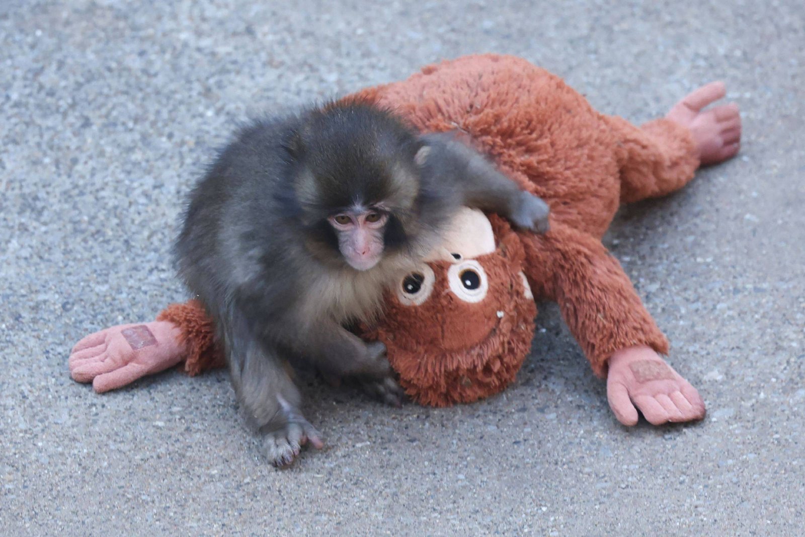 Macaco bebê de pelagem cinza e preta está sobre um brinquedo de pelúcia marrom em formato de macaco, que está deitado de barriga para baixo sobre superfície cinza.