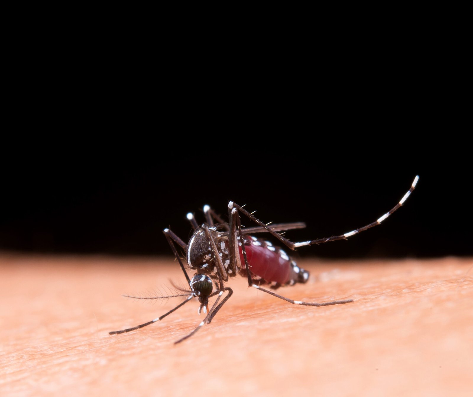 Os meses de janeiro, fevereiro e março concentram o período de maior presença de mosquitos no Brasil. O calor e o aumento das chuvas criam condições ideais para a proliferação do Aedes Aegypti e de diversos pernilongos