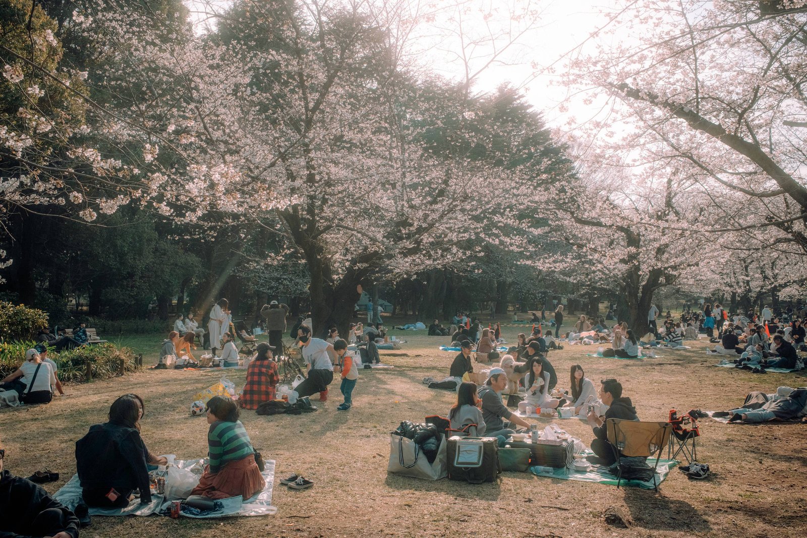 Grupo de pessoas sentadas em toalhas e cangas em parque com árvores de cerejeira floridas. Ambiente ao ar livre com luz suave e clima ameno.