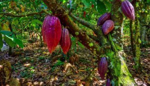 Produção de cacau fino pode ser caminho para superação de crise no Brasil | ASN Bahia