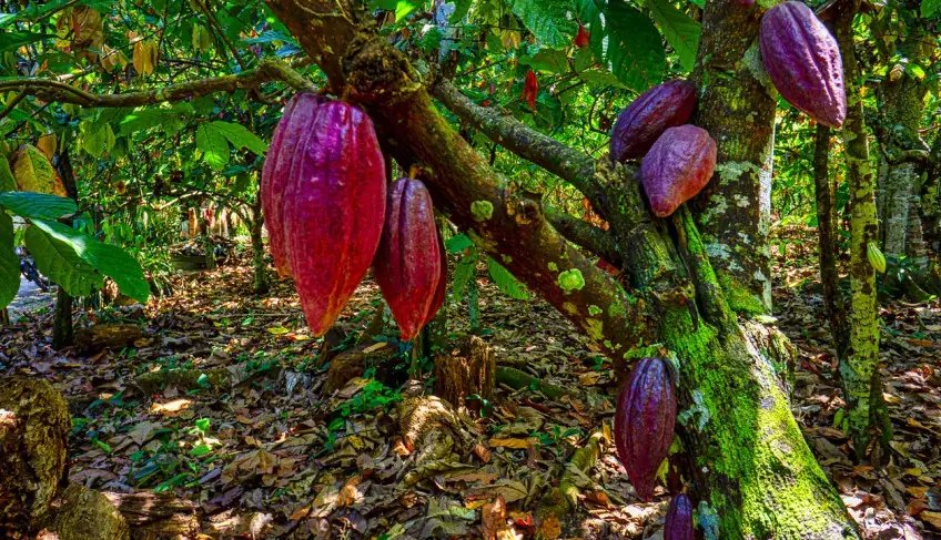 Produção de cacau fino pode ser caminho para superação de crise no Brasil | ASN Bahia