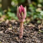 A flor bulbosa ideal para o outono: brotam da terra nua e garantem uma floração espetacular ano após ano