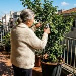 A fruta rústica de casca amarela que marcou as compotas da infância e pode ser cultivada em vasos grandes na varanda desde que tenha bastante sol