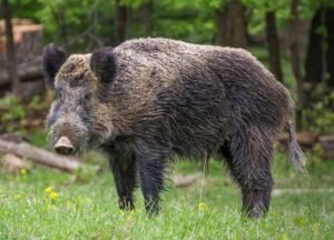 Javali europeu, espécie encontrada no território brasileiro
