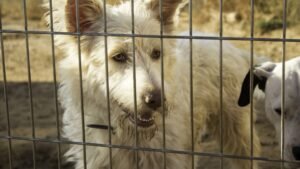 “Ele ainda acredita no amor”: cão rejeitado segue buscando afeto em abrigo e emociona redes sociais