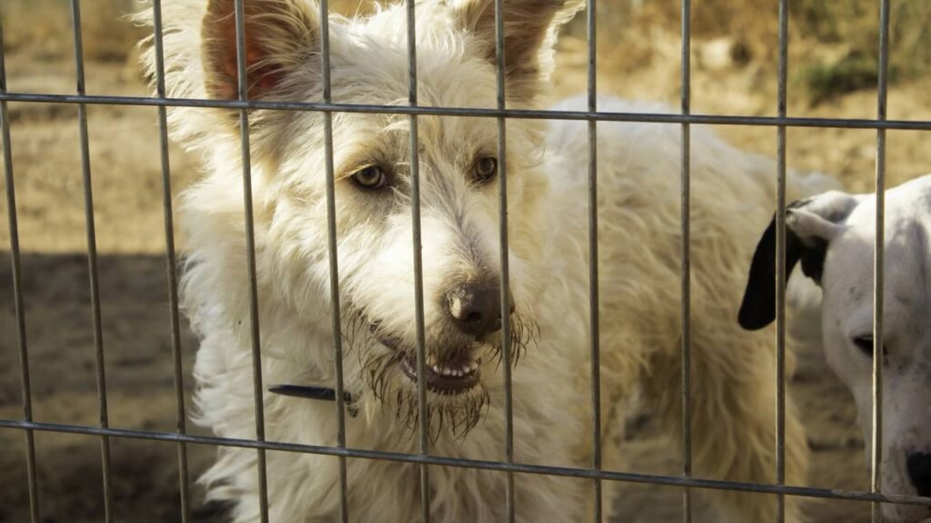 “Ele ainda acredita no amor”: cão rejeitado segue buscando afeto em abrigo e emociona redes sociais