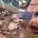 Filhote é encontrado em situação extrema e luta pela vida com apoio de voluntários