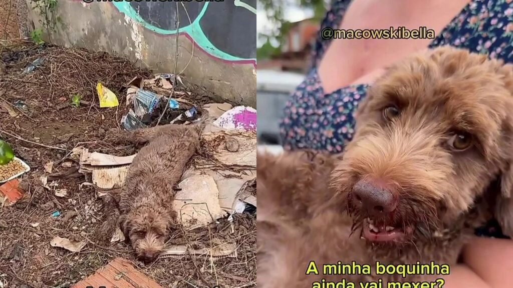 Filhote é encontrado em situação extrema e luta pela vida com apoio de voluntários