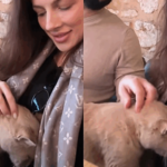 Gato invade colo de turista na Turquia e reação dias depois surpreende casal