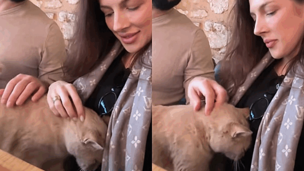 Gato invade colo de turista na Turquia e reação dias depois surpreende casal