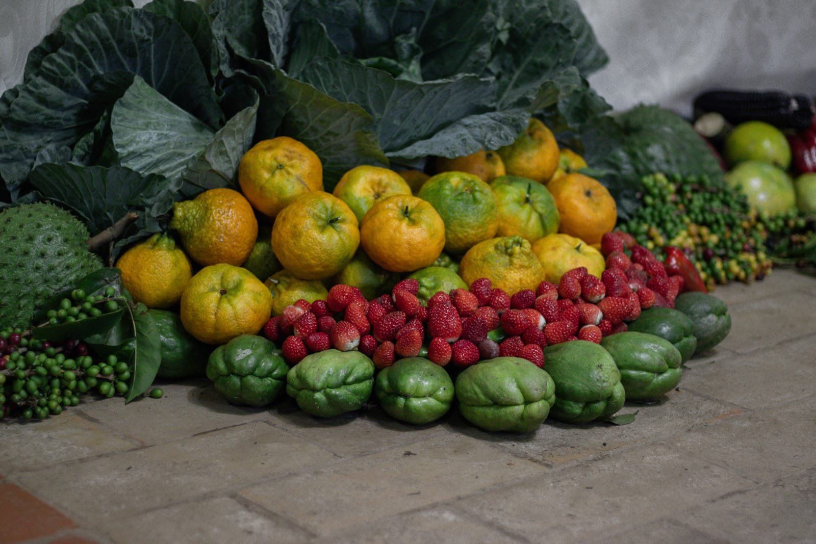 Autonomia no campo: cultivo de morangos transforma vida de agricultora familiar em Barra do Choça | ASN Bahia
