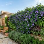 6 plantas trepadeiras cujas raízes não danificam a fundação da parede, perfeitas para muros curtos