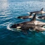 A orca que ensina estratégias de caça para filhotes, passa conhecimento por gerações e desenvolve culturas tão distintas entre grupos que cientistas debatem se são espécies separadas