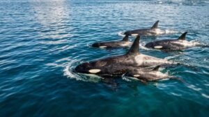 A orca que ensina estratégias de caça para filhotes, passa conhecimento por gerações e desenvolve culturas tão distintas entre grupos que cientistas debatem se são espécies separadas