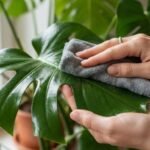 Adeus, plantas estressadas pelo frio: nova forma de proteger a espécie contra o excesso de adubo é simples, rápida e vira tendência, segundo especialistas em cultivo