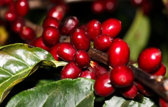 Aeronaves, óleo, café e carne estão fora do tarifaço imposto pelos EUA