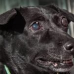 Cadela desaparecida por semanas reencontra dono de forma inesperada e emociona todos