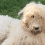 "Confia em mim": Cão com pelos encaracolados vai ao pet shop e volta parecendo um 'idoso' após tosa necessária