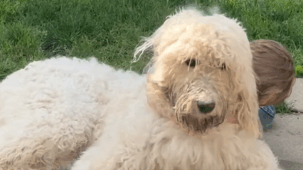 "Confia em mim": Cão com pelos encaracolados vai ao pet shop e volta parecendo um 'idoso' após tosa necessária