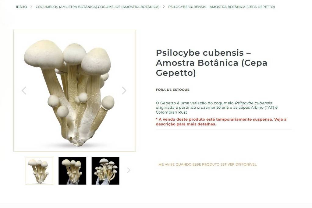 Venda de cogumelo Psilocybe cubensis é exibida em site