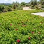 O que acontece com a raiz desta flor quando você rega à noite? Entenda o risco de apodrecimento e o horário ideal de irrigação