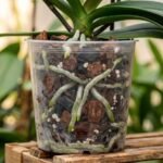 Por que a orquídea phalaenopsis não floresce dentro de casa e qual é o papel da variação térmica noturna